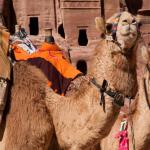 Camels, Petra, Jordan