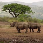 Hluhluwe-Imfolozi Game Reserve, KwaZulu-Natal